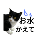 猫普段使い便利スタンプ（個別スタンプ：3）