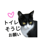 猫普段使い便利スタンプ（個別スタンプ：4）