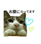 猫普段使い便利スタンプ（個別スタンプ：13）