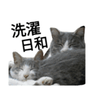 猫普段使い便利スタンプ（個別スタンプ：16）