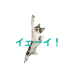 ねこ.だいちゃん（個別スタンプ：1）