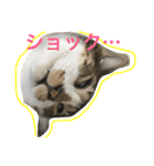 ねこ.だいちゃん（個別スタンプ：2）