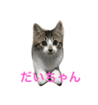 ねこ.だいちゃん（個別スタンプ：5）