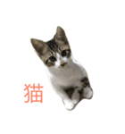 ねこ.だいちゃん（個別スタンプ：6）