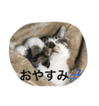 ねこ.だいちゃん（個別スタンプ：7）