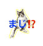 ねこ.だいちゃん（個別スタンプ：9）