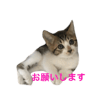 ねこ.だいちゃん（個別スタンプ：10）