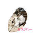 ねこ.だいちゃん（個別スタンプ：12）