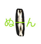 ねこ.だいちゃん（個別スタンプ：13）