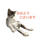 ねこ.だいちゃん（個別スタンプ：14）
