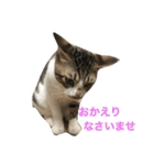 ねこ.だいちゃん（個別スタンプ：15）