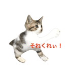 ねこ.だいちゃん（個別スタンプ：16）