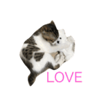 ねこ.だいちゃん（個別スタンプ：17）