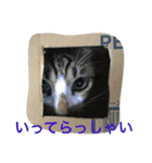 ねこ.だいちゃん（個別スタンプ：19）