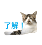 ねこ.だいちゃん（個別スタンプ：20）