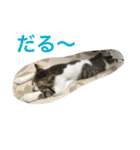 ねこ.だいちゃん（個別スタンプ：21）