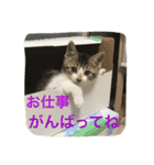 ねこ.だいちゃん（個別スタンプ：22）