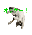 ねこ.だいちゃん（個別スタンプ：23）