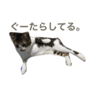 ねこ.だいちゃん（個別スタンプ：24）