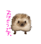 ハリネズミみたらし（個別スタンプ：1）