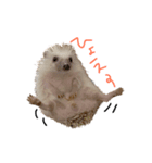ハリネズミみたらし（個別スタンプ：4）