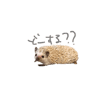 ハリネズミみたらし（個別スタンプ：5）