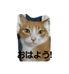 にゃ～助の1日？（個別スタンプ：1）