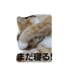 にゃ～助の1日？（個別スタンプ：3）