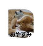 にゃ～助の1日？（個別スタンプ：8）
