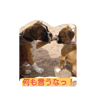 boxers（個別スタンプ：1）