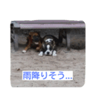 boxers（個別スタンプ：3）