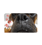 boxers（個別スタンプ：4）
