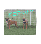 boxers（個別スタンプ：5）