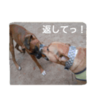 boxers（個別スタンプ：7）