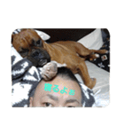 boxers（個別スタンプ：8）
