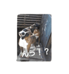 boxers（個別スタンプ：12）