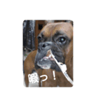 boxers（個別スタンプ：13）
