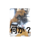 boxers（個別スタンプ：14）