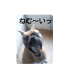 boxers（個別スタンプ：15）