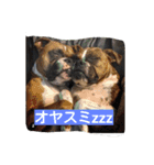 boxers（個別スタンプ：16）
