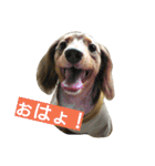 ダックスフンドのソランボ✨（個別スタンプ：2）