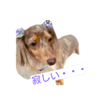 ダックスフンドのソランボ✨（個別スタンプ：3）
