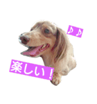 ダックスフンドのソランボ✨（個別スタンプ：14）