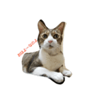 猫のれーくんスタンプ（個別スタンプ：1）