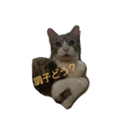 猫のれーくんスタンプ（個別スタンプ：2）