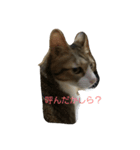 猫のれーくんスタンプ（個別スタンプ：3）