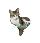 猫のれーくんスタンプ（個別スタンプ：4）