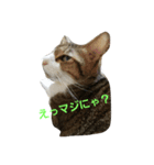 猫のれーくんスタンプ（個別スタンプ：5）