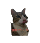 猫のれーくんスタンプ（個別スタンプ：6）