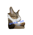 猫のれーくんスタンプ（個別スタンプ：8）